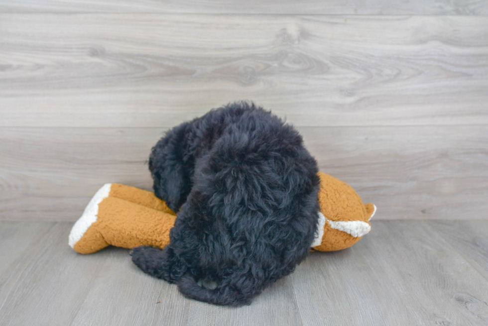 Mini Sheepadoodle Pup Being Cute