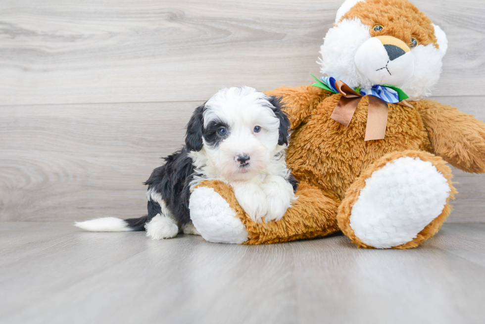 Best Mini Sheepadoodle Baby