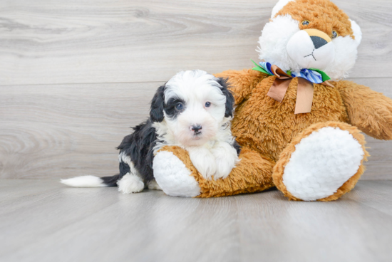 Best Mini Sheepadoodle Baby