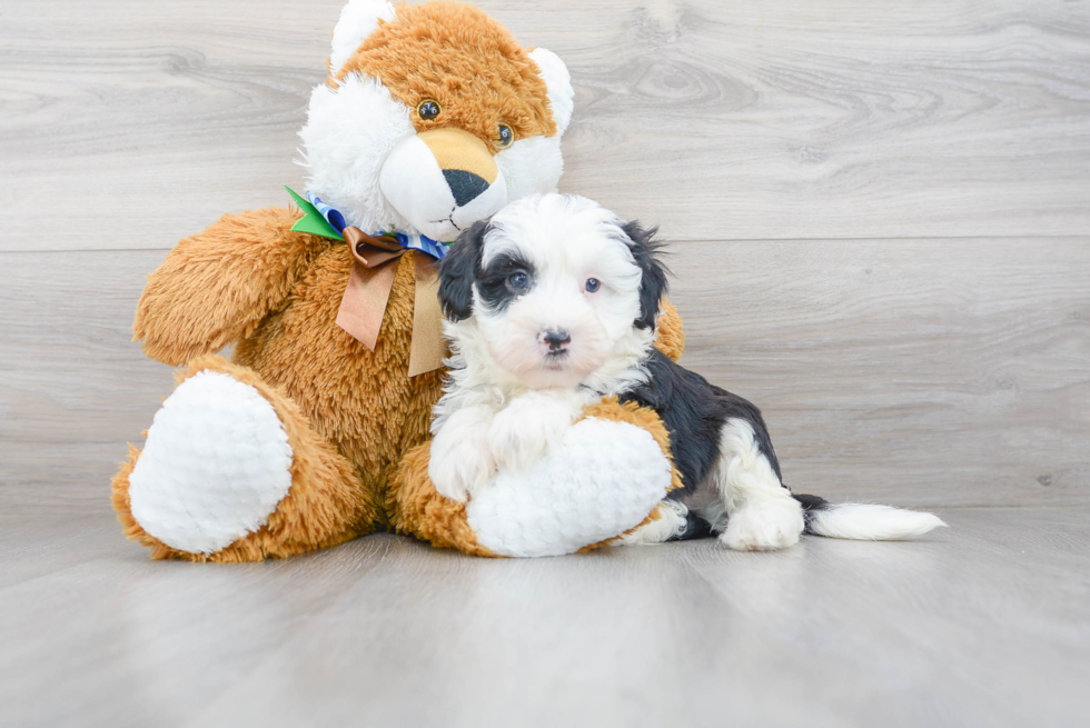 Energetic Sheep Dog Poodle Mix Puppy