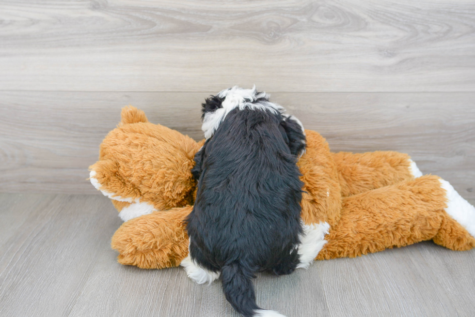 Best Mini Sheepadoodle Baby