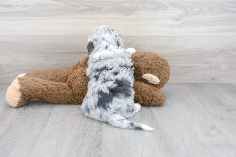 Mini Sheepadoodle Puppy for Adoption