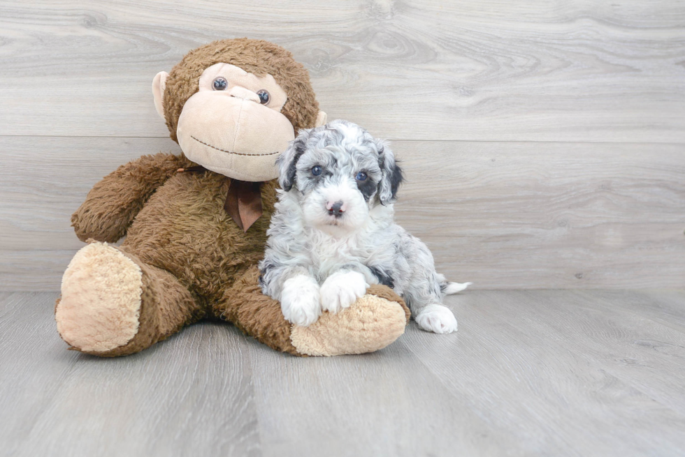 Hypoallergenic Sheep Dog Poodle Mix Puppy