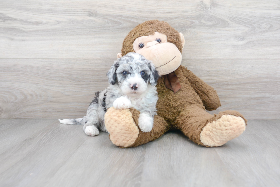 Mini Sheepadoodle Puppy for Adoption