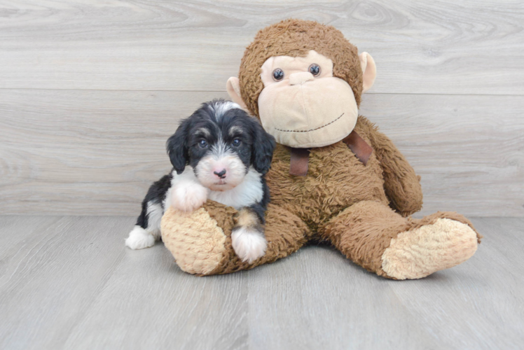 Mini Sheepadoodle Pup Being Cute