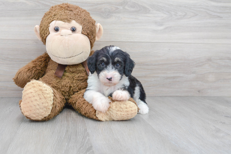 Best Mini Sheepadoodle Baby