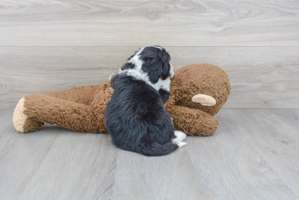 Mini Sheepadoodle Puppy for Adoption