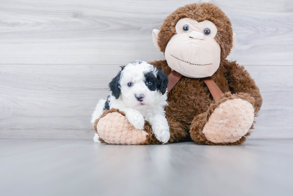 Small Mini Sheepadoodle Baby