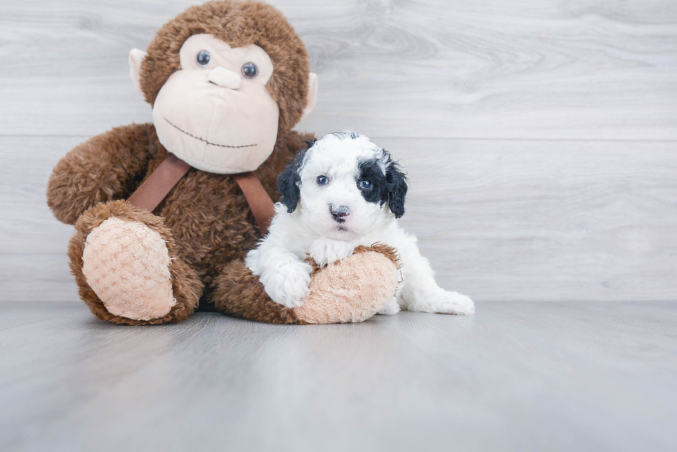 Popular Mini Sheepadoodle Poodle Mix Pup