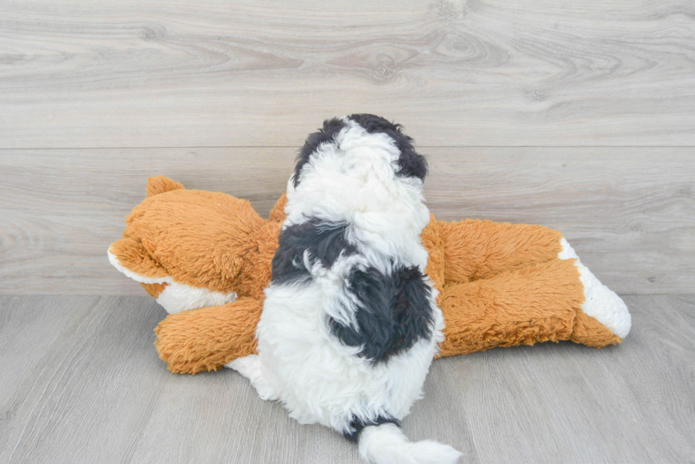 Popular Mini Sheepadoodle Poodle Mix Pup