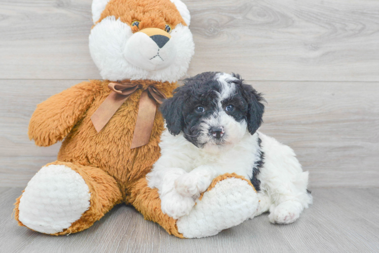 Mini Sheepadoodle Pup Being Cute