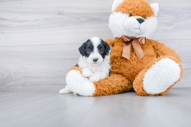 Hypoallergenic Sheep Dog Poodle Mix Puppy