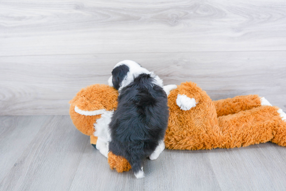 Mini Sheepadoodle Pup Being Cute