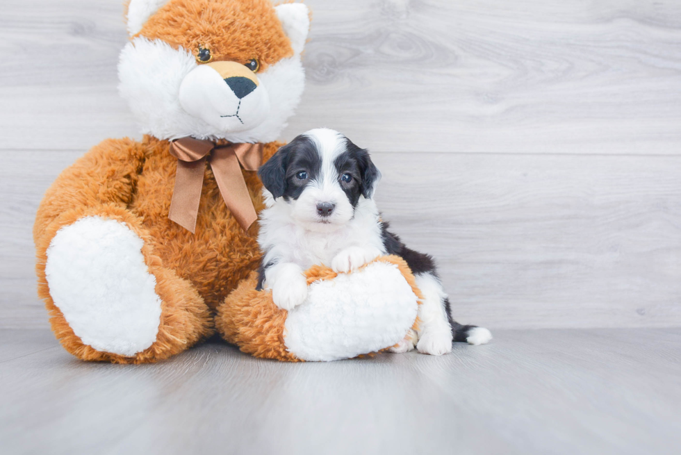 Funny Mini Sheepadoodle Poodle Mix Pup