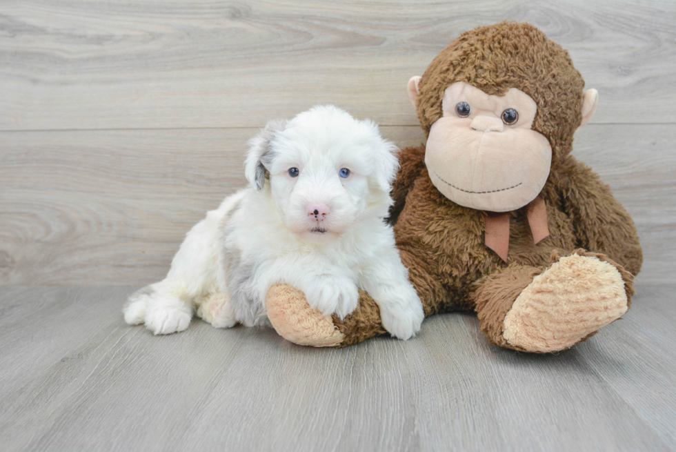 Best Mini Sheepadoodle Baby