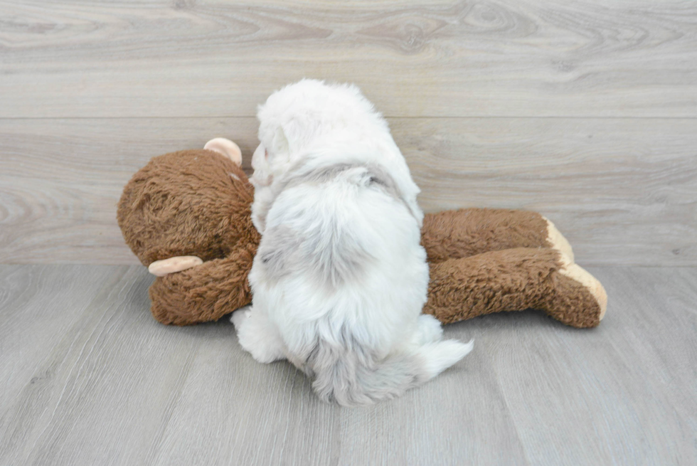 Friendly Mini Sheepadoodle Baby