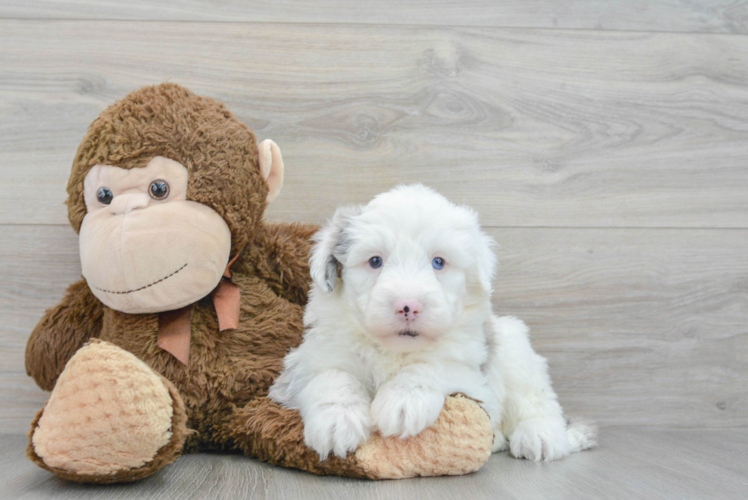 Fluffy Mini Sheepadoodle Poodle Mix Pup