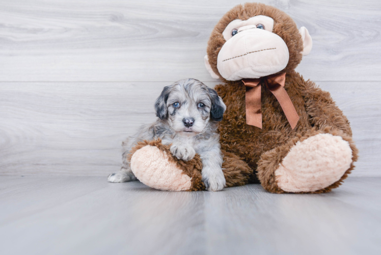 Sweet Mini Sheepadoodle Baby