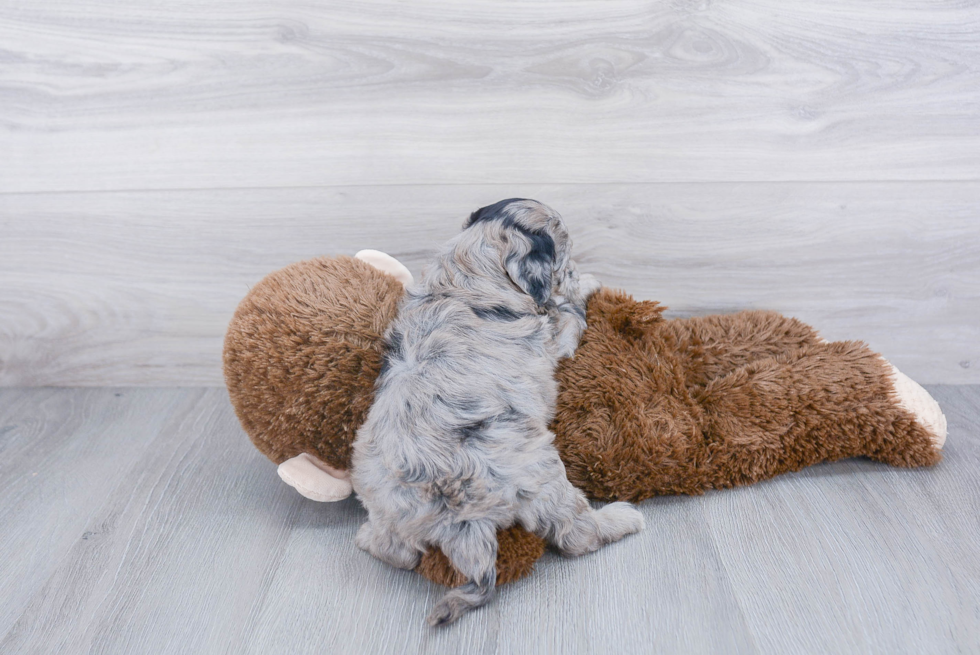 Best Mini Sheepadoodle Baby