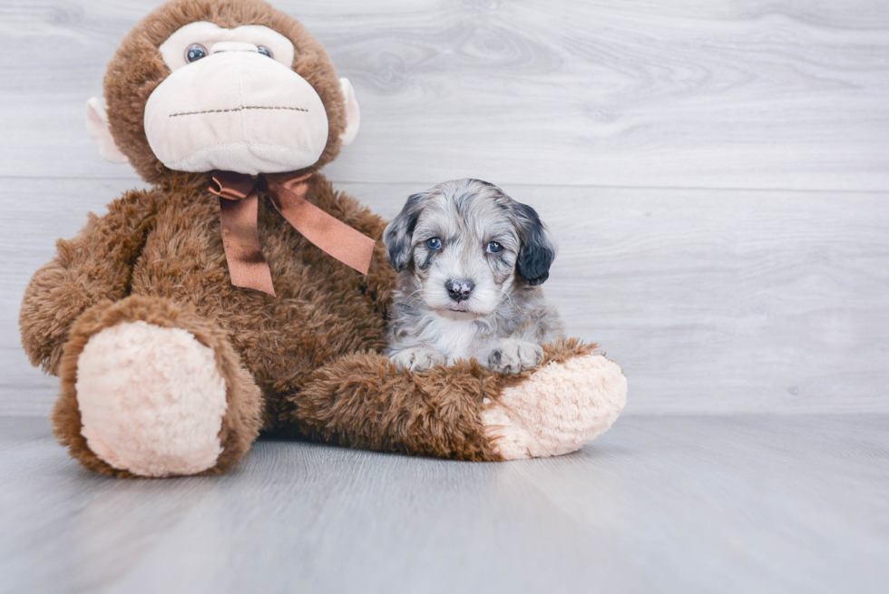 Mini Sheepadoodle Puppy for Adoption