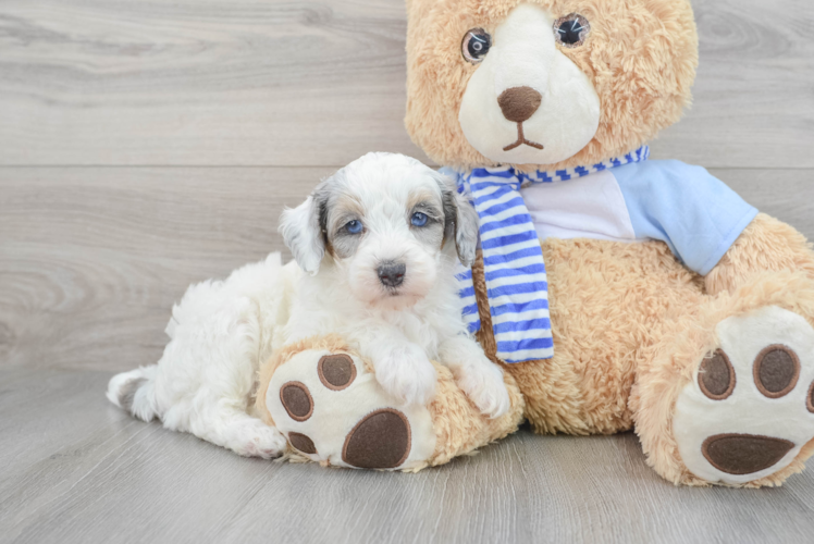 Mini Sheepadoodle Pup Being Cute