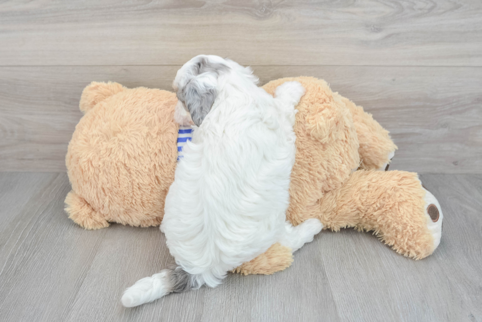 Best Mini Sheepadoodle Baby