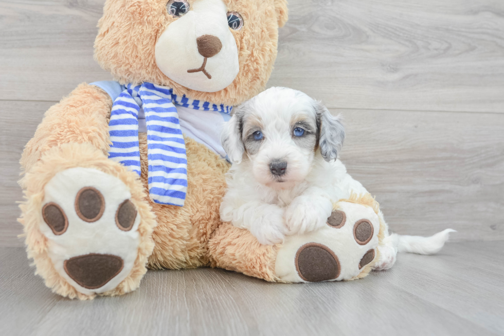 Energetic Sheep Dog Poodle Mix Puppy