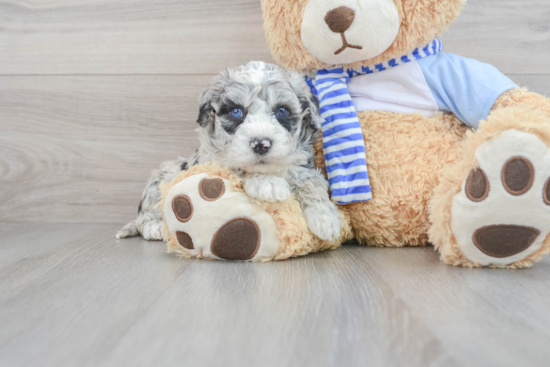 Energetic Sheep Dog Poodle Mix Puppy