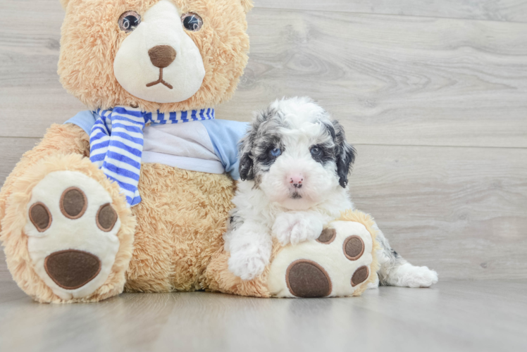 Mini Sheepadoodle Puppy for Adoption