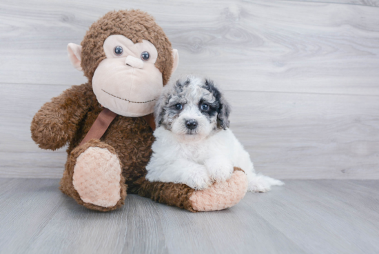 Mini Sheepadoodle Puppy for Adoption