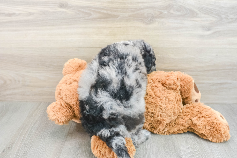 Playful Sheepdoodle Poodle Mix Puppy