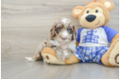 Best Mini Sheepadoodle Baby
