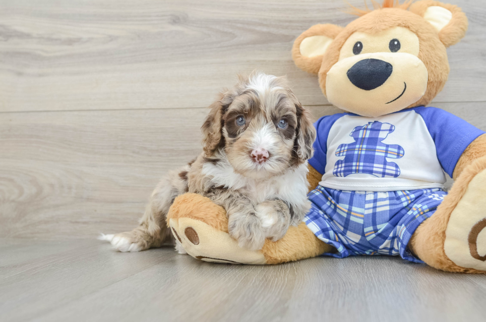 5 week old Mini Sheepadoodle Puppy For Sale - Premier Pups