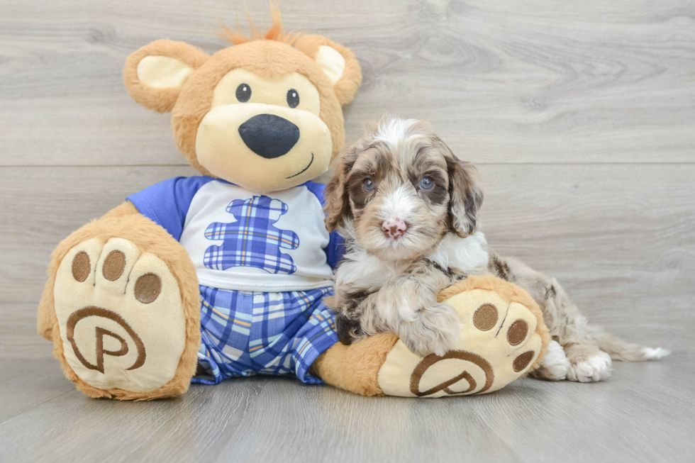 Popular Mini Sheepadoodle Poodle Mix Pup