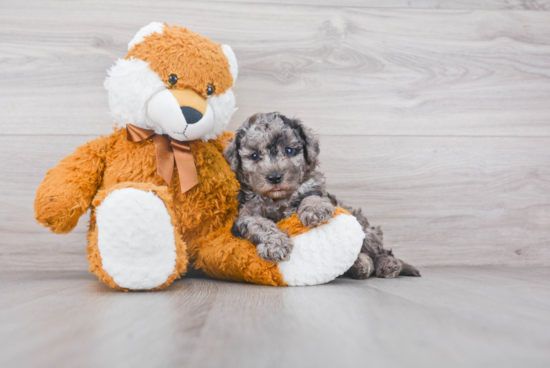 Best Mini Sheepadoodle Baby