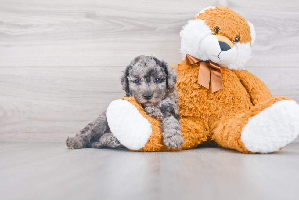 Mini Sheepadoodle Pup Being Cute