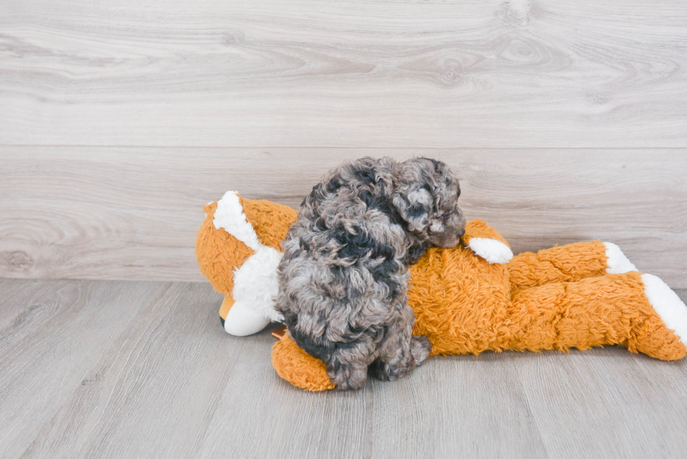 Mini Sheepadoodle Pup Being Cute