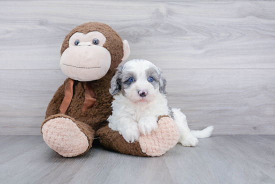 Fluffy Mini Sheepadoodle Poodle Mix Pup