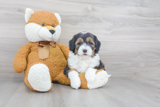 Mini Sheepadoodle Puppy for Adoption