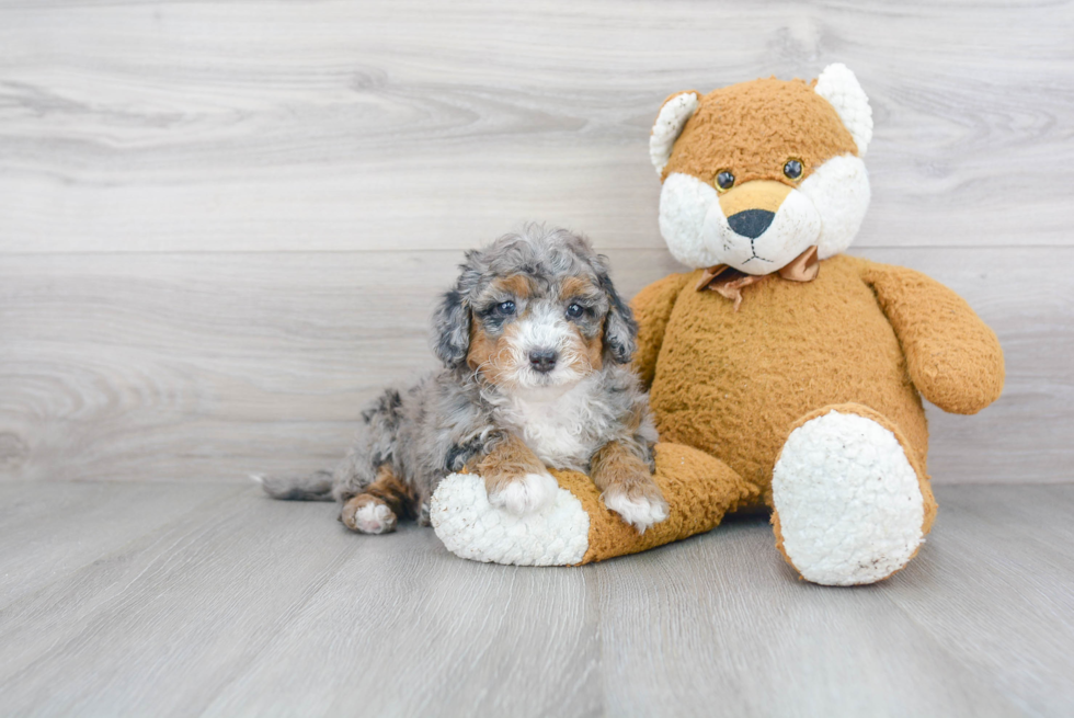 Adorable Sheep Dog Poodle Mix Puppy