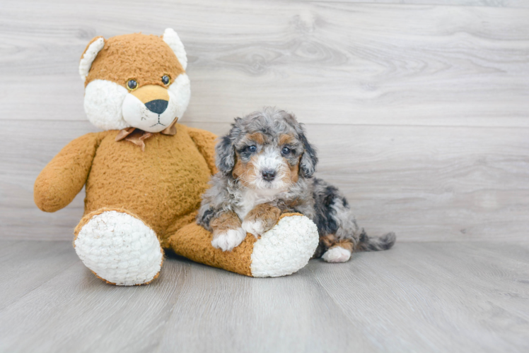 Petite Mini Sheepadoodle Poodle Mix Pup