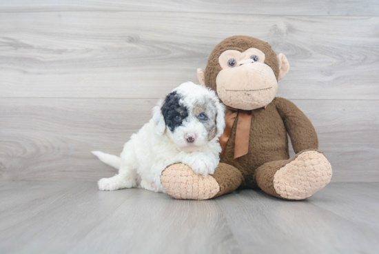 Small Mini Sheepadoodle Baby