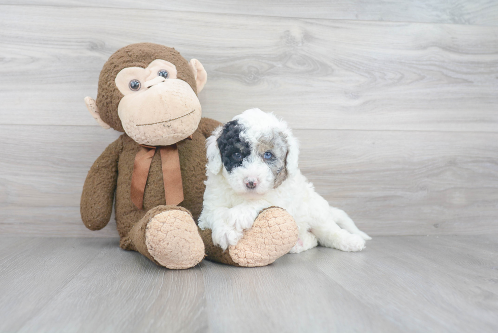 Mini Sheepadoodle Puppy for Adoption