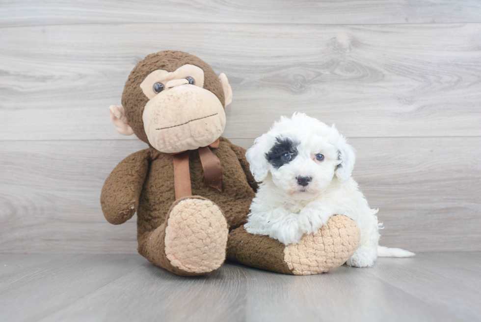 Mini Sheepadoodle Pup Being Cute