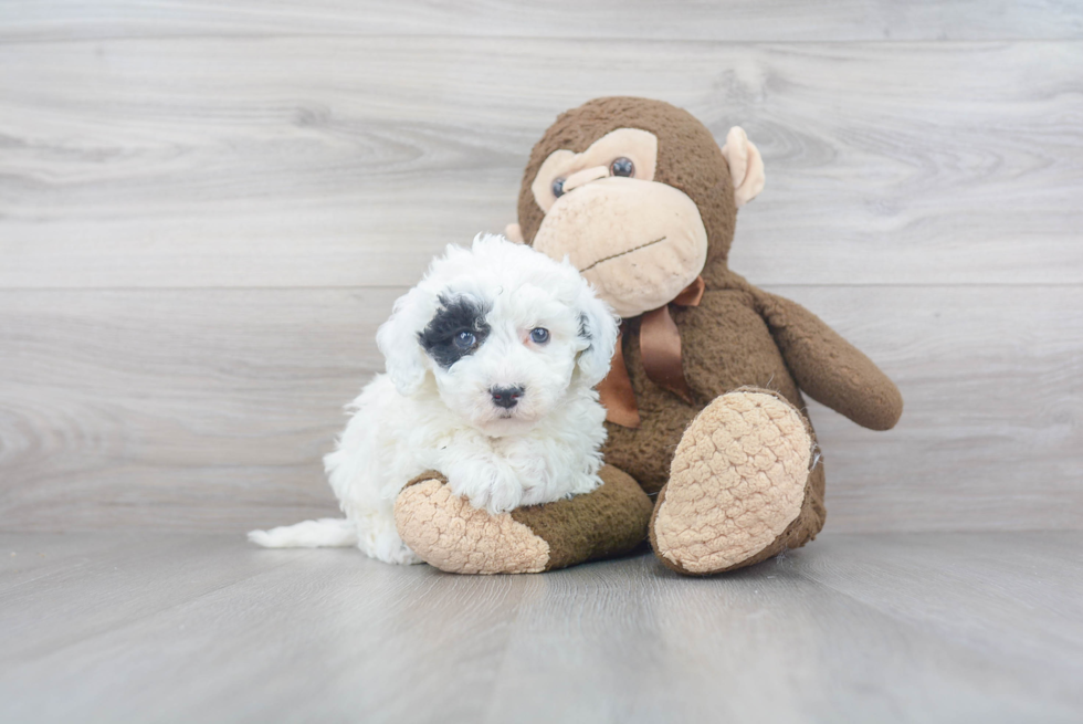 Adorable Sheep Dog Poodle Mix Puppy