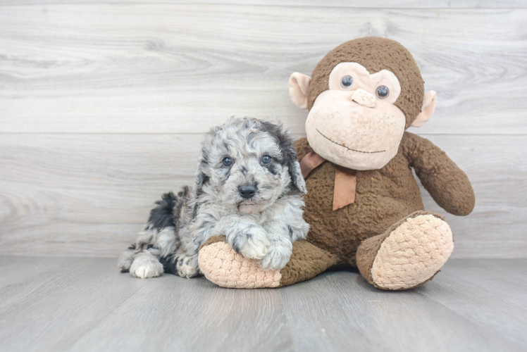 Petite Mini Sheepadoodle Poodle Mix Pup