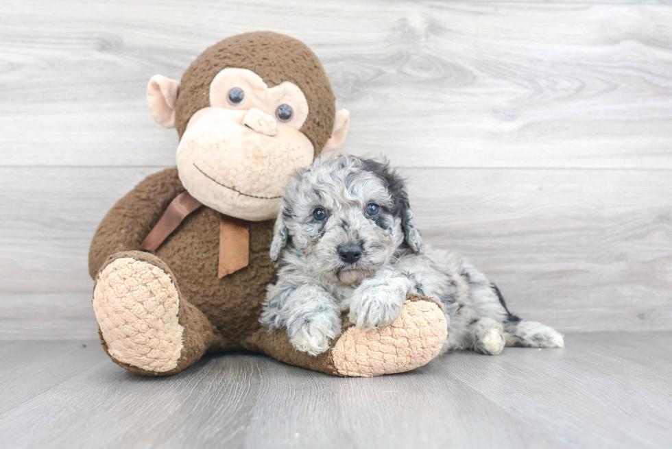 Mini Sheepadoodle Puppy for Adoption