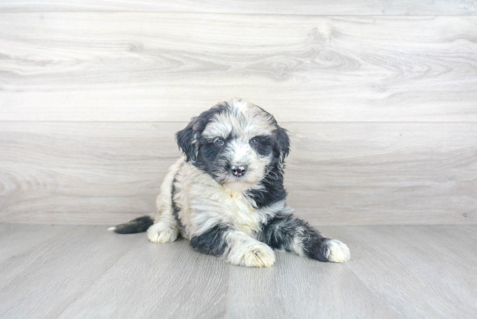 Friendly Mini Sheepadoodle Baby