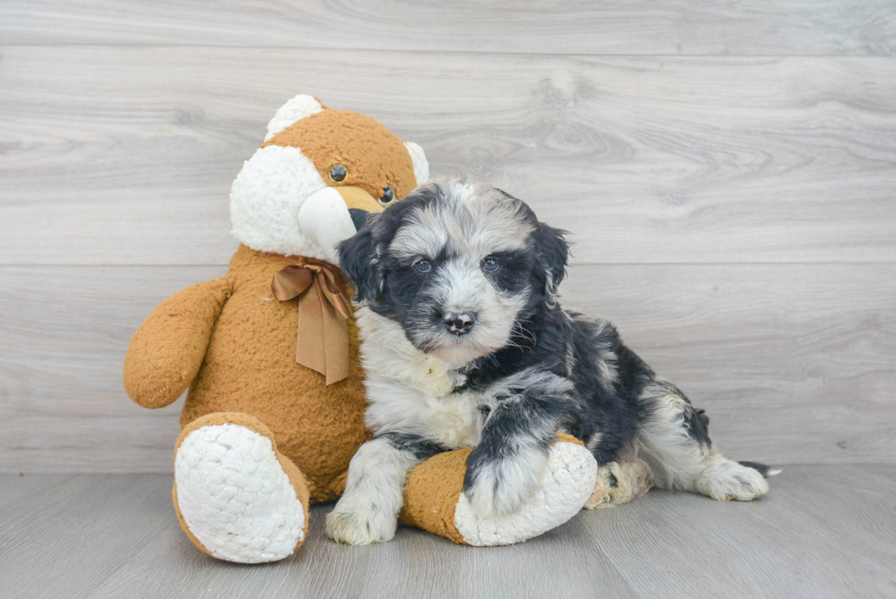 Mini Sheepadoodle Puppy for Adoption