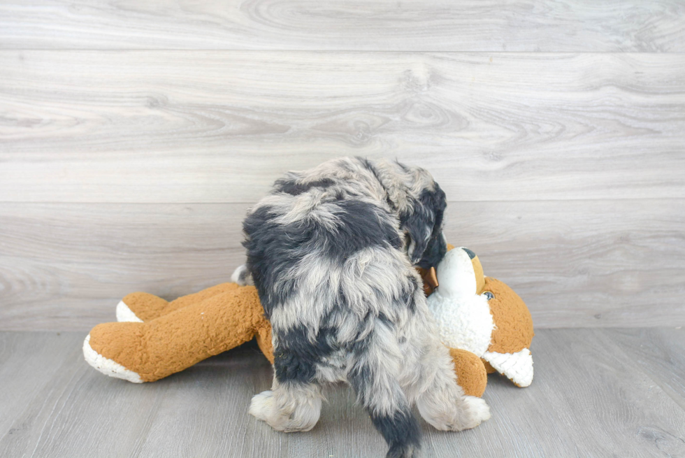 Mini Sheepadoodle Pup Being Cute